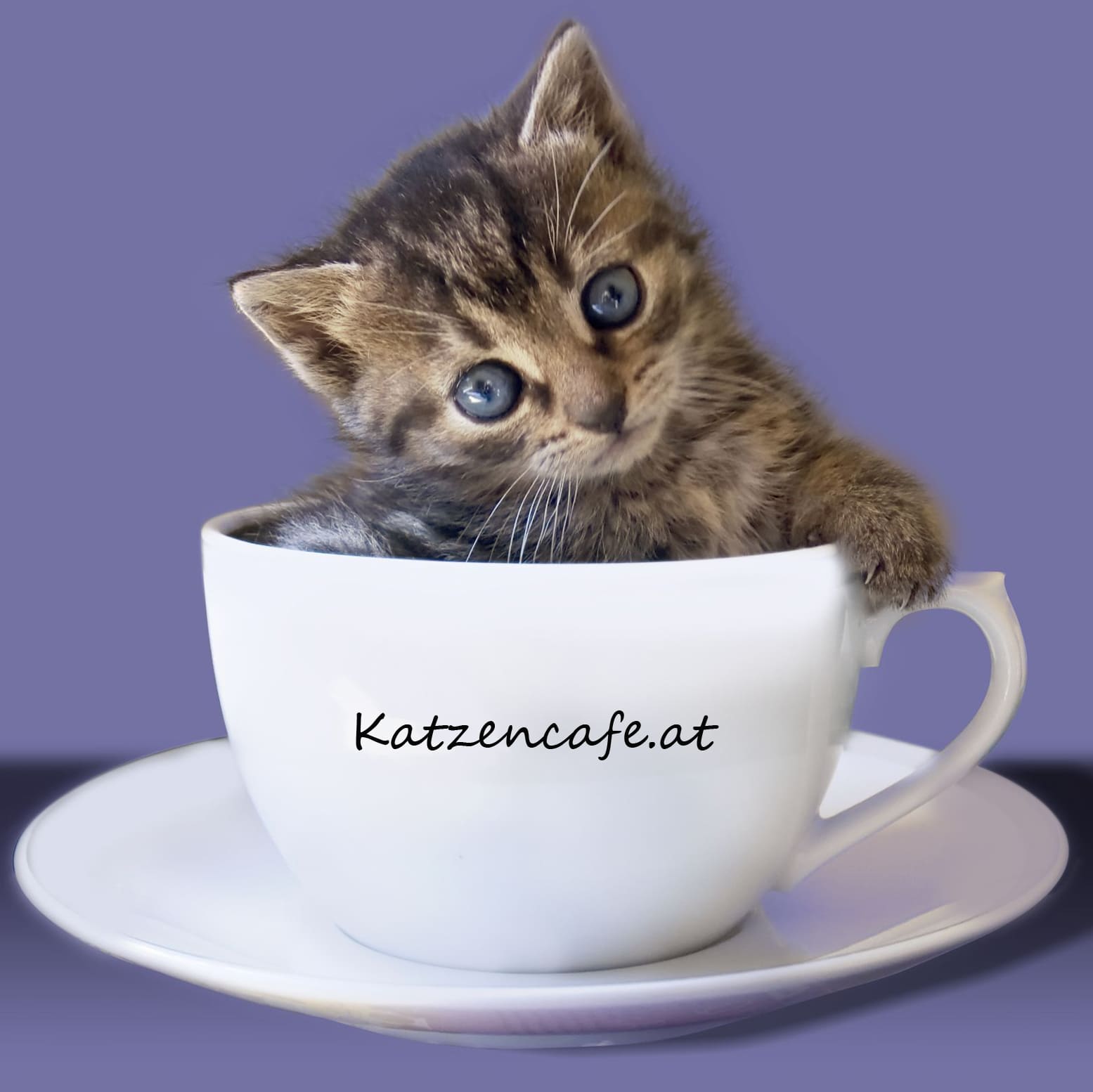 "Das Katzen-Café im Schnoor", Katzen-Café in Bremen