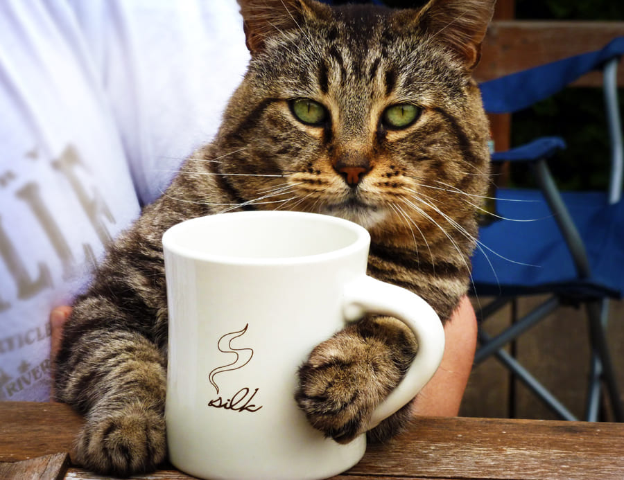 'Catz Café' in Düsseldorf: Die ersten Katzen ziehen ins Katzen-Café ein